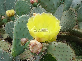仙人掌,花,荊棘