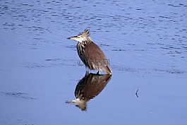 池鷺,鳥,反思
