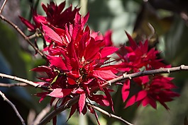 布什,开花,厂