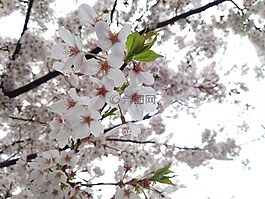 櫻桃,春天,賞櫻花