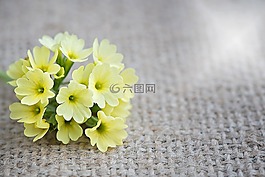黃花九輪草,花,鮮花