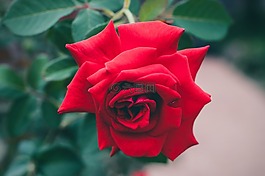 紅玫瑰,花園,荊棘