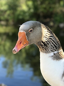 鵝,鳥,頸部