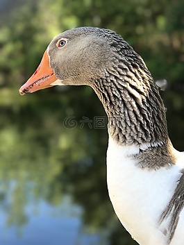 鵝,鳥,頸部