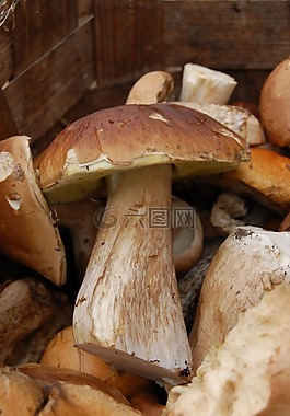 蘑菇,白蘑菇,购物篮