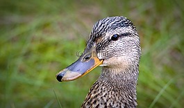 鴨,野生,鳥