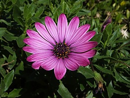 花,自然,植物區(qū)系