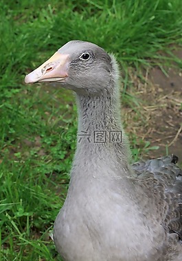 鵝,性質(zhì),動物