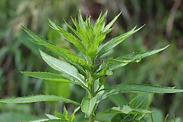 自然,葉子,花的