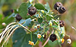 野花,ragworts,雜草