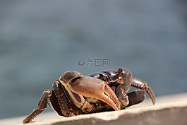 動(dòng)物,蟹,海