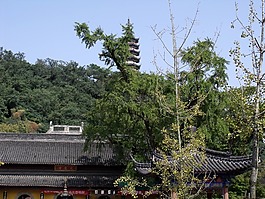 寺,buildin,佛