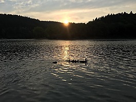 鴨,湖,太陽