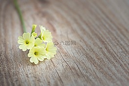 黃花九輪草,花,鮮花