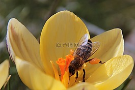 蜜蜂,花蜜,飛