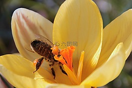 蜜蜂,花蜜,飛