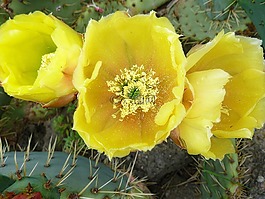 仙人掌,花,黃色