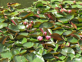 蓮花,百合,花卉