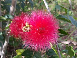 蓬松花,澳大利亞,昆士蘭州