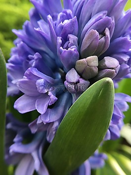 风信子,紫色,花