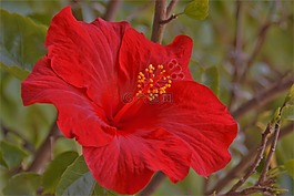 花,槿,紅色