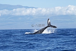 鯨魚,海洋,跳水
