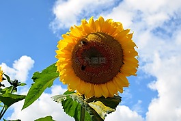 太陽花,蜜蜂,天空