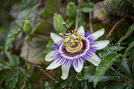 激情花,花,開花