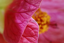 花,槿,粉紅色
