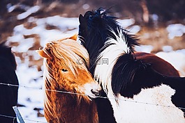 馬匹,小馬,農(nóng)場動物