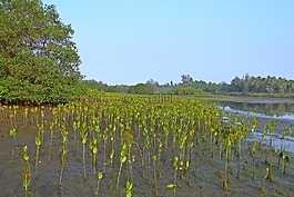 紅樹林,苗,人工林