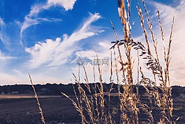 原野,牧草,牧場