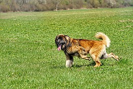 leonberger,狗,自然