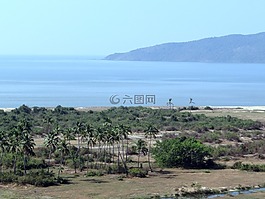 阿拉伯海,進(jìn)口,椰子樹