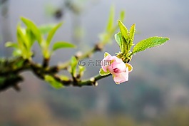 春天,科,盛開