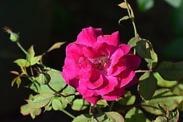 花,玫瑰,紅色