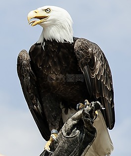 阿德勒,動物,鳥