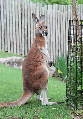 袋鼠,動(dòng)物園,田納西