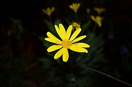 黃色花,花,黃色