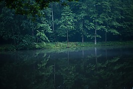 森林,湖,水