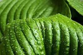 葉,綠色,雨