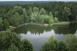湖泊,樹,水