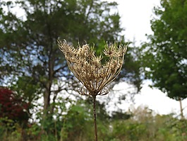 秋天,植物,秋