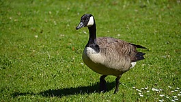 加拿大鵝,鳥,鵝