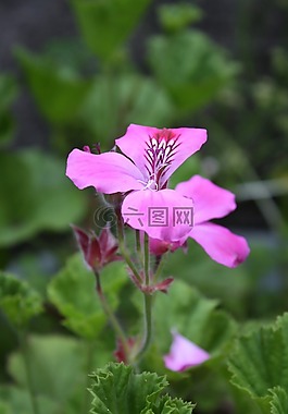 花,天竺葵,粉紅色的花