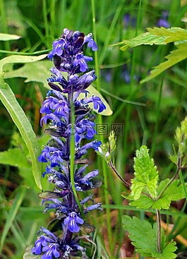 号角,ajuga,ajuga günsel