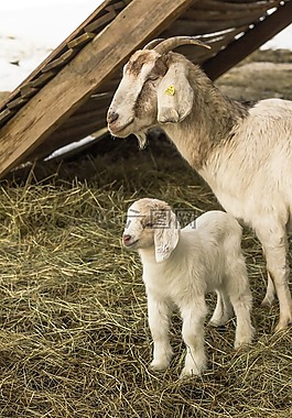 動物,山羊,羔羊