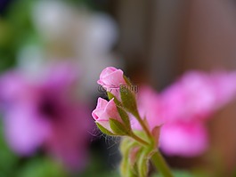 植物,花蕾,植物區(qū)系