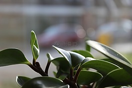 植物,potplants,葉子