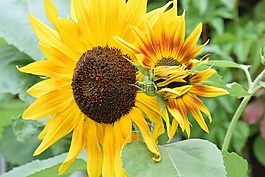 夏季,鮮花,太陽(yáng)花